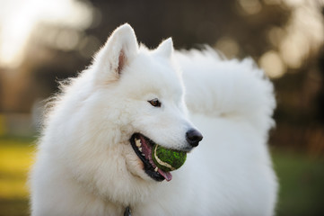 Samoyed dog holding tennis ball