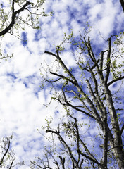 Early Spring Tree Against Blue Skies