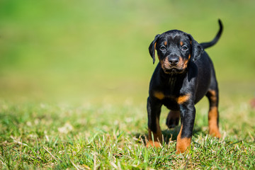 Schwarzbrauner Dobermann Welpe - Hundewelpe