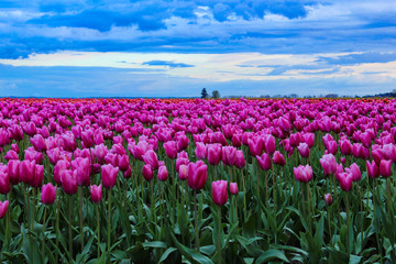 Blue clouds over a Tulip Field