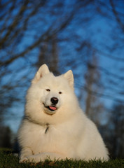 Naklejka premium Samoyed dog sitting in park with bare tree branches and sky