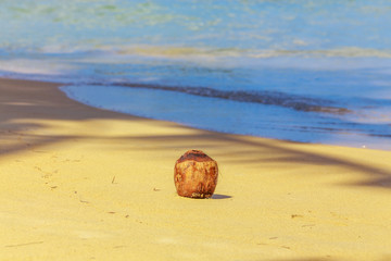 Coconut on the tropical sandy beach