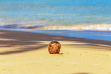 Coconut on the tropical sandy beach
