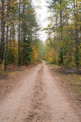 Fototapeta na wymiar Road leading to the forest