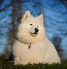 Obraz premium Samoyed dog sitting in grass with branches and blue sky in the background