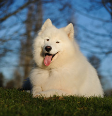 Obraz premium Samoyed dog portrait in grass lawn with trees and sky