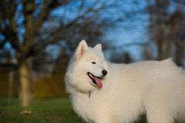 Obraz premium Samoyed dog portrait against park trees