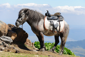 Saddled pony in the mountain ready for riding