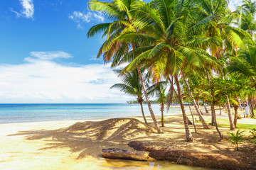 Tropical island. Palm trees, sand, ocean on background of beautiful blue sky
