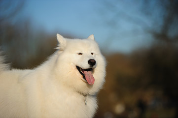 Samoyed dog against natural environment