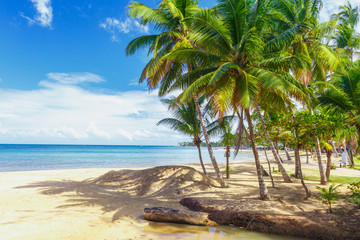 Fototapeta na wymiar Tropical island. Palm trees, sand, ocean on background of beautiful blue sky