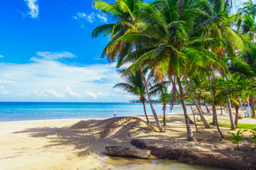 Fototapeta na wymiar Tropical island. Palm trees, sand, ocean on background of beautiful blue sky