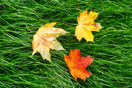 Maple leaves on green grass