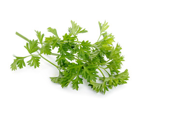 Fresh pasley organic leaf ingredient isolated on white background