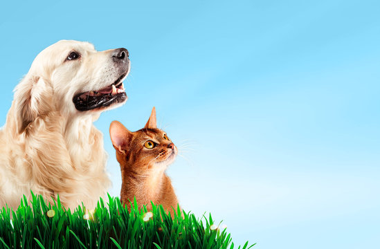 Dog And Cat Together On Grass, Spring Concept.