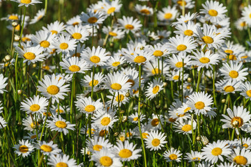 Fototapeta premium field daisy closeup