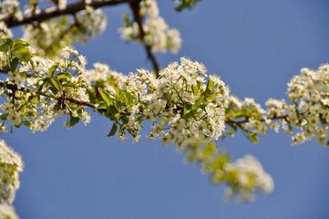 Cherry tree in bloom