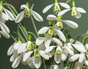 Few snowdrops from the snow