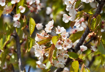 Cherry tree in bloom