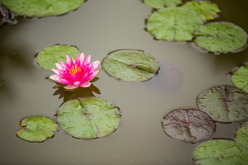 Pink Lilly Pad
