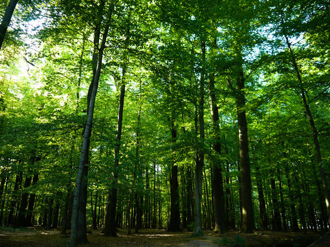 Gr&uuml;ne Baumlandschaft in den Himmel ragend