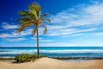 Caribbean beach and tropical sea in Haiti © Olena Boronchuk