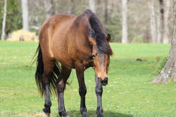 Horse with Lowered Head