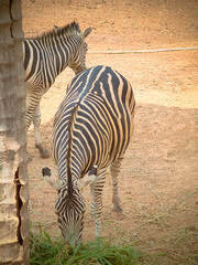 Fototapeta na wymiar close up of a zebra at the zoo