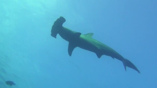 Great hammerhead shark on background underwater landscape in sea of Galapagos. Swimming in world of colorful beautiful wildlife of corals reefs. Inhabitants in search of food. Abyssal relax diving.
