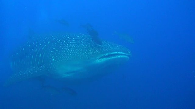 Large whale shark on background underwater landscape of Galapagos Islands. Swimming in world of colorful beautiful wildlife of corals reefs. Inhabitants in search of food. Abyssal relax diving.