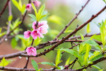Pink peach flower blossom