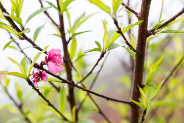 Pink peach flower blossom