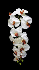 Artificial bouquet white orchid flower isolated