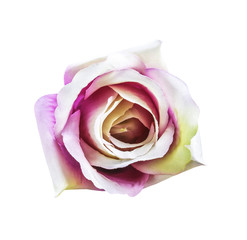Artificial rose flower isolated