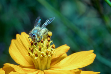 bee is findig for sweet from cosmos flower