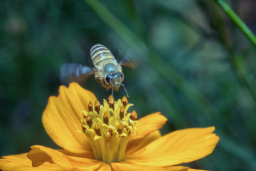 bee is findig for sweet from cosmos flower