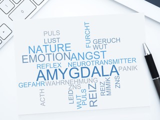 Amygdala