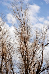 Trees in nature high in the sky outdoors.