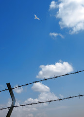 barbed wire and flying bird