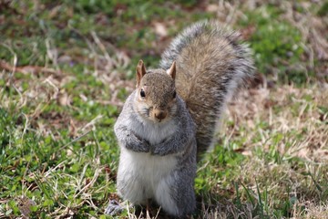 Gray Squirrel