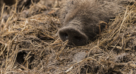 Detail of nose of wild pig lying on wet dirty hay