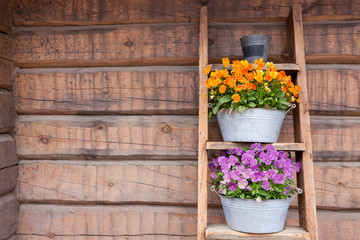 Fototapeta na wymiar Flowers on ladder shelf lean to wall