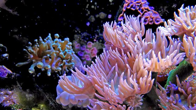 vibrant coral in aquarium 4K