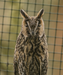 Tawny owl in spring nice day