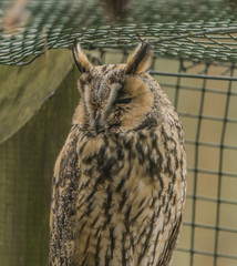 Tawny owl in spring nice day