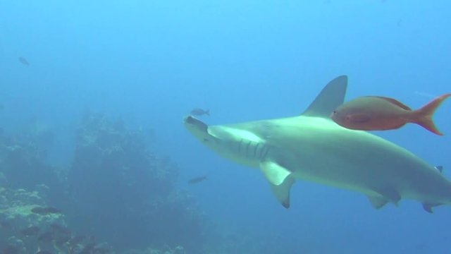 Great hammerhead shark on background underwater landscape in sea of Galapagos. Swimming in world of colorful beautiful wildlife of corls reefs. Inhabitants in search of food. Abyssal relax diving.