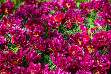 Obraz premium Tulips. Fresh crimson tulips field. Taken in closeup with a view from above. Flower field of colourful tulips in spring. Tulip background. Keukenhof garden, Netherlands. Group of blooming red tulips.
