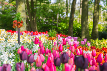 Fototapeta na wymiar Flower bed of colourful tulips in spring. Keukenhof park, Netherlands. Colorful tulips in the Keukenhof park, Netherlands. Fresh blooming tulips in the spring garden. Blooming flowers in Keukenhof.