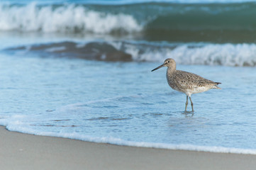 Willet in the Water