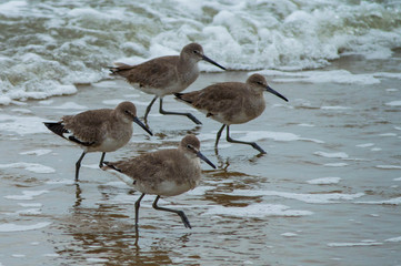 Synchronized Beach Birds